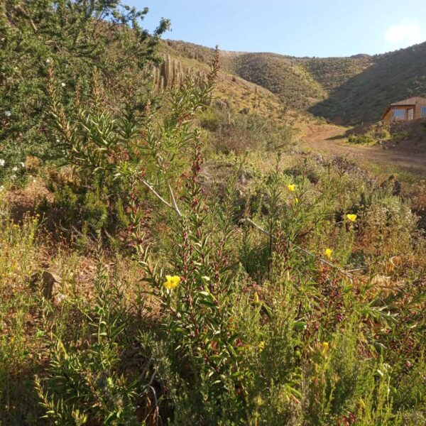 n-13-parcela-de-agrado-la-serena-1