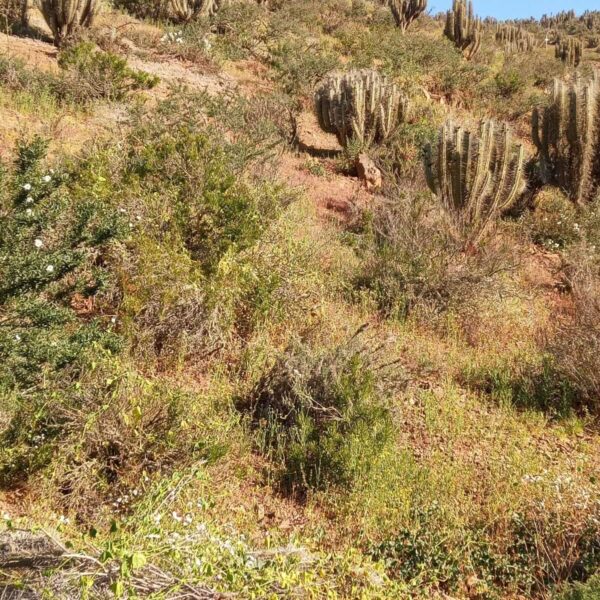 n-13-parcela-de-agrado-la-serena-4