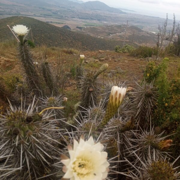 n-51-parcela-de-agrado-la-serena-1