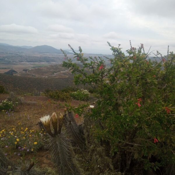 n-51-parcela-de-agrado-la-serena-3