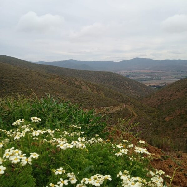 n-64-parcela-de-agrado-la-serena-