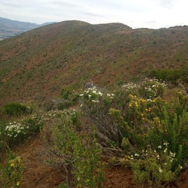 n-64-parcela-de-agrado-la-serena-2