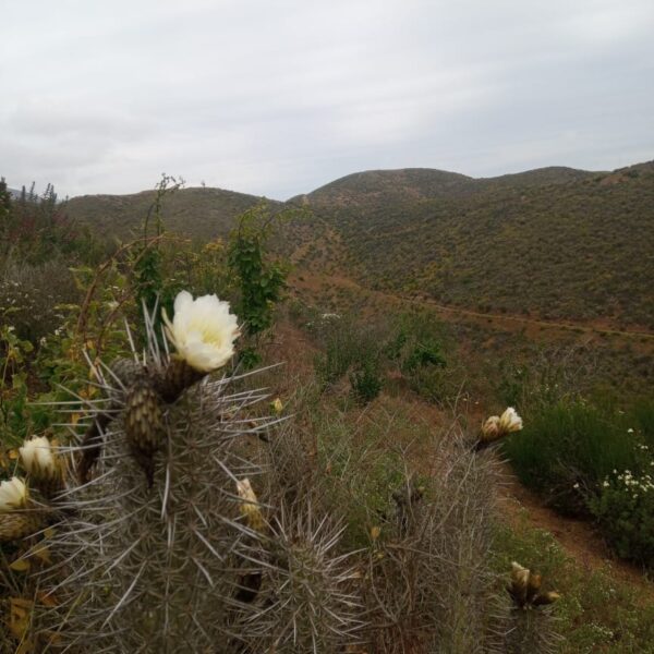 n-64-parcela-de-agrado-la-serena-5