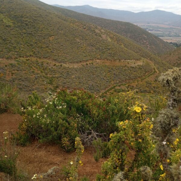 n-64-parcela-de-agrado-la-serena-7